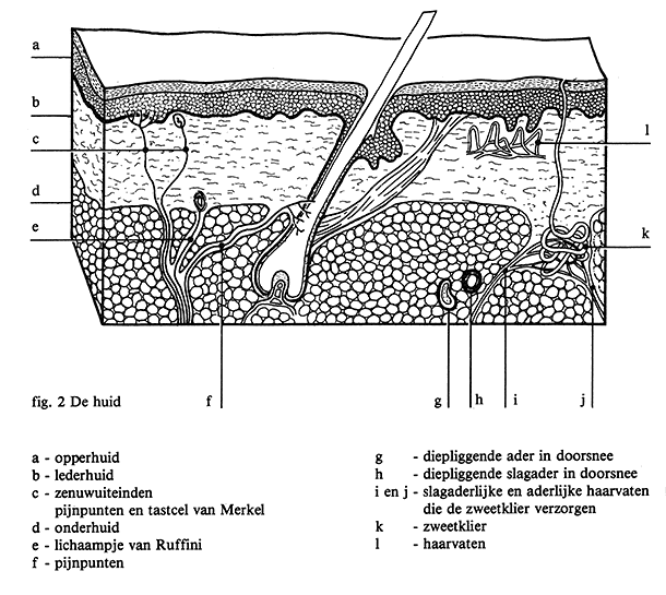 onderderhuid